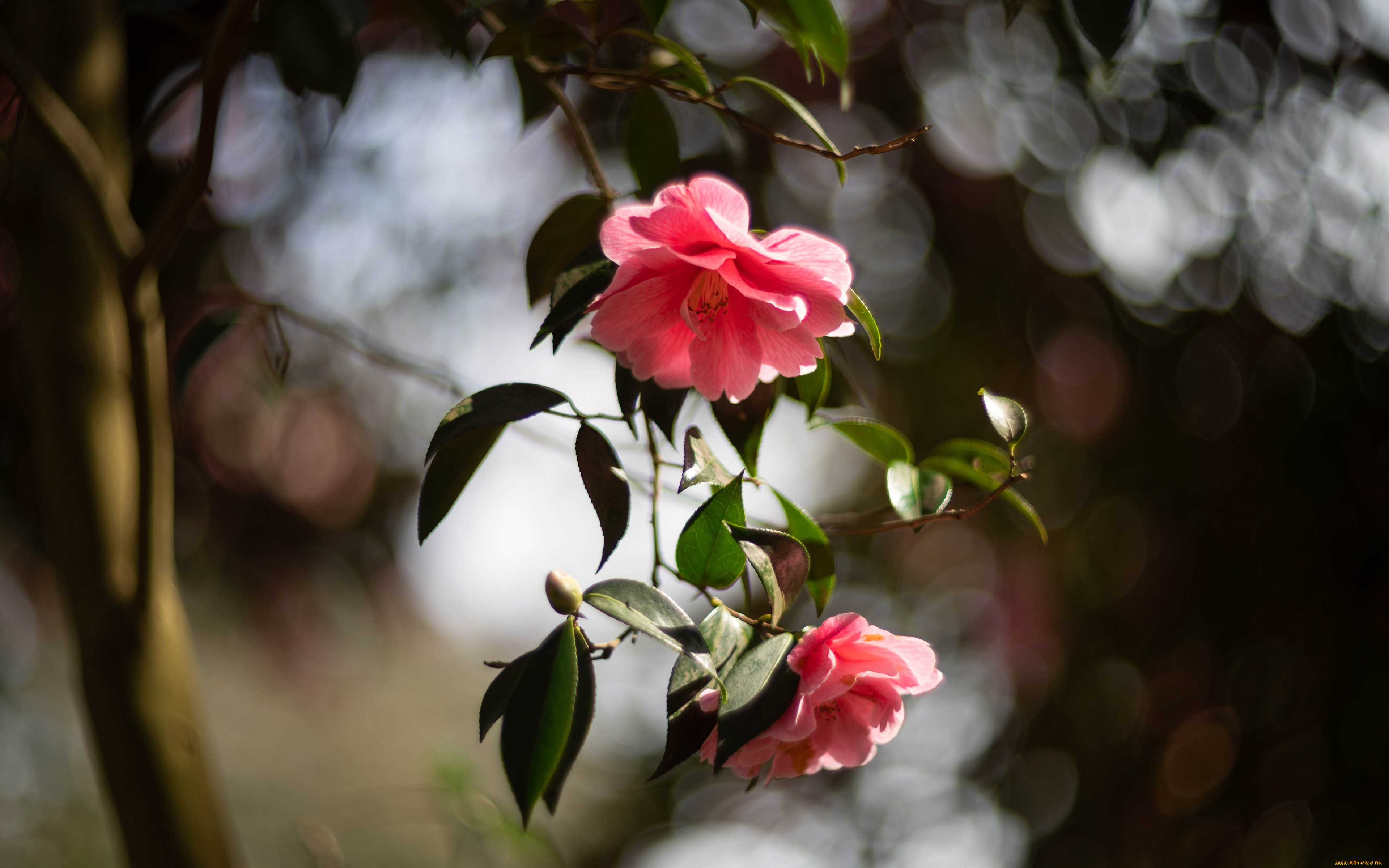 �����, �������